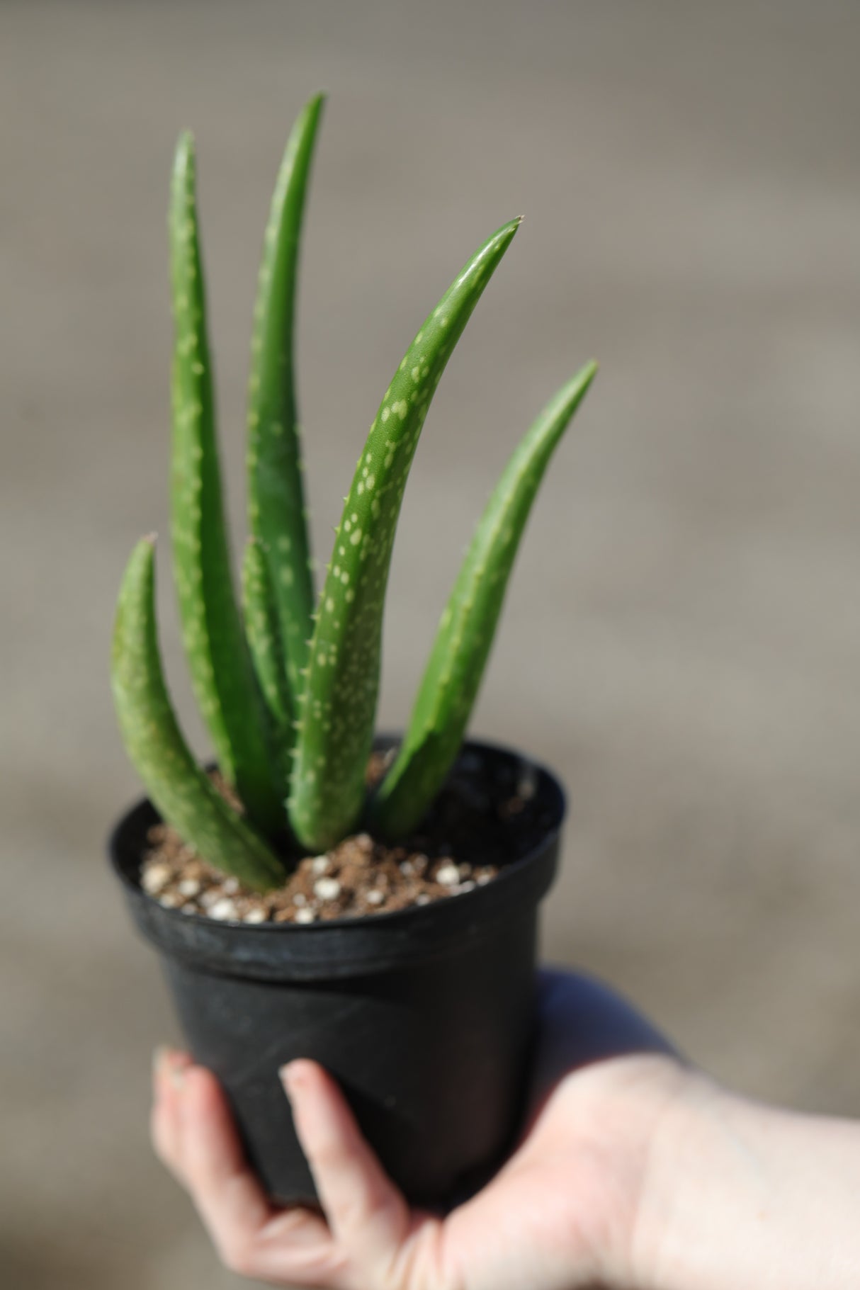 Aloe Vera Plant in a 4" Nursery Pot