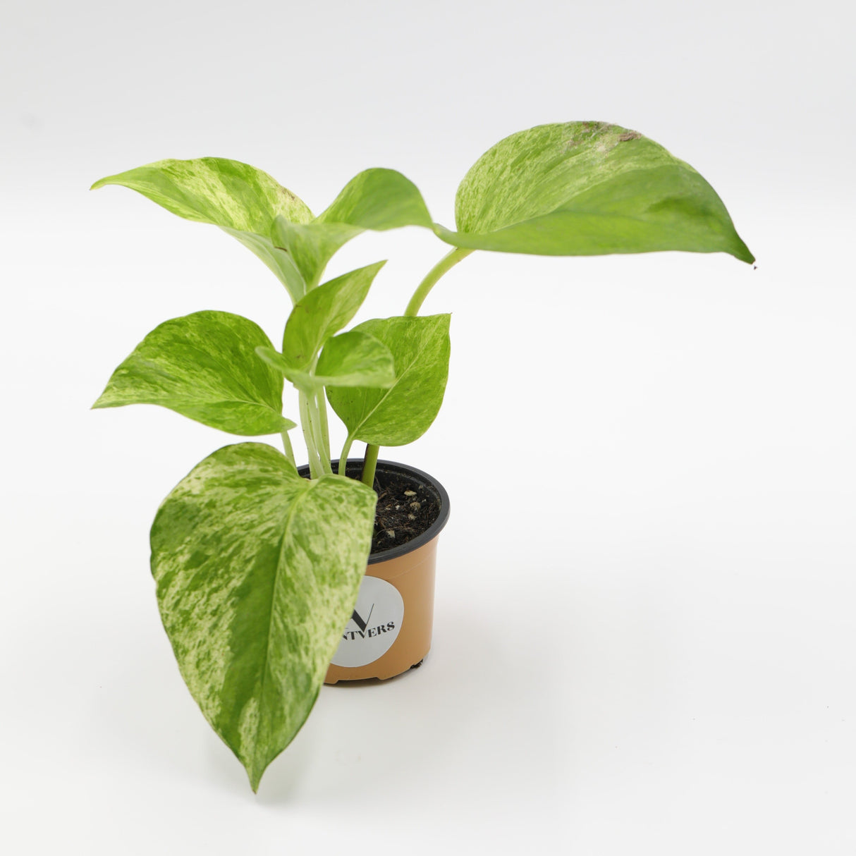 Marble Snow Queen Pothos in a 2" Nursery Pot