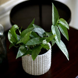 Cebu Blue Pothos - Rare houseplant