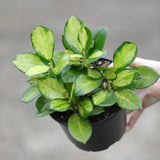 Hoya Australis Lisa in 5” Nursery Pot