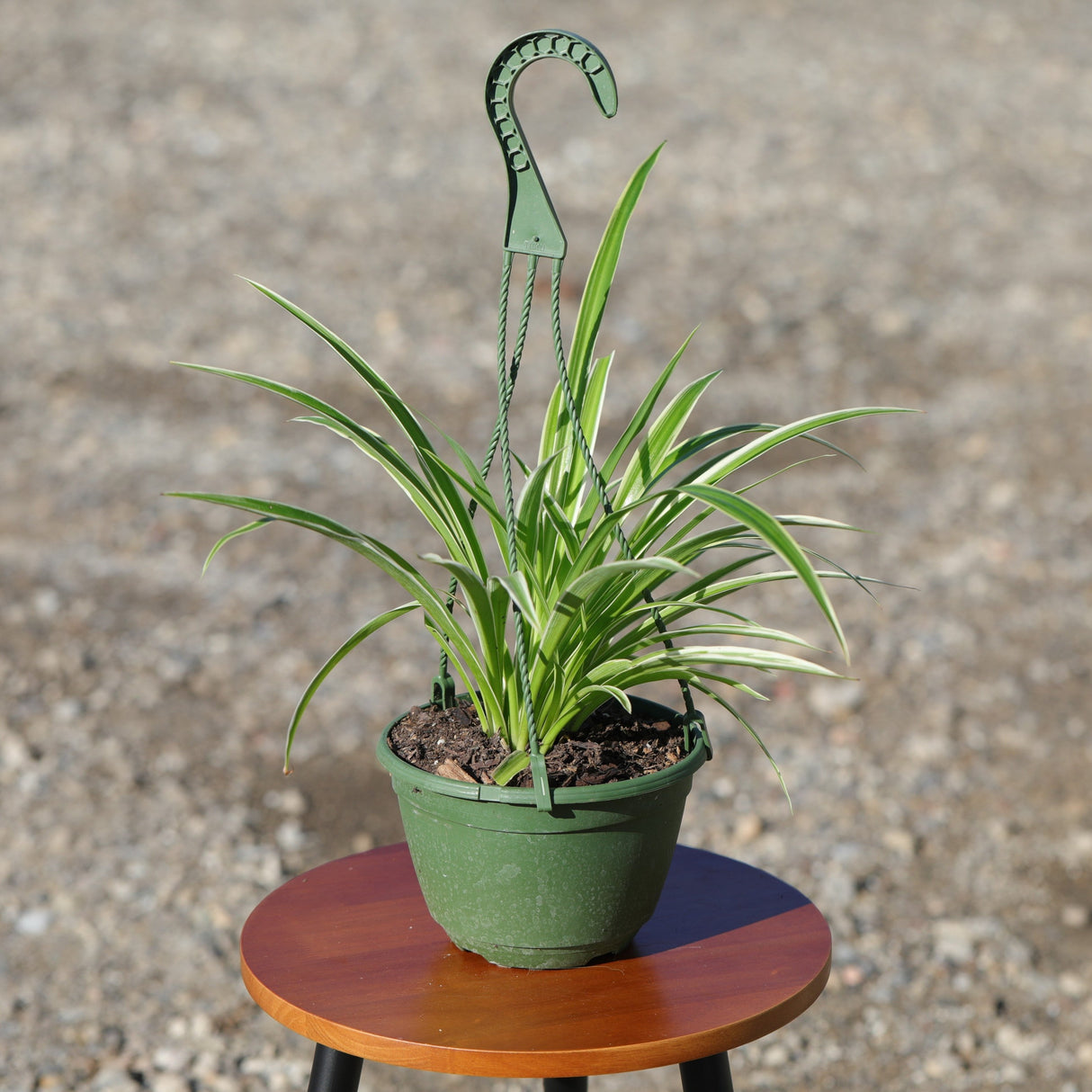 Variegated Spider Chlorophytum Bonnie in 8" Hanging Basket