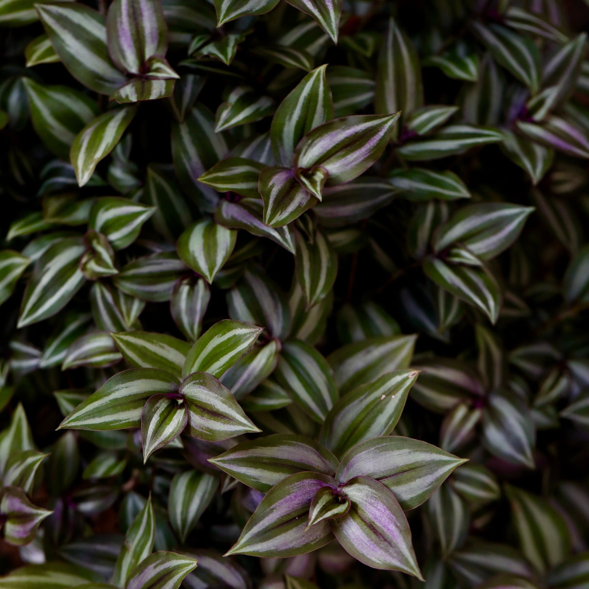 Silver Wandering Jew Plant