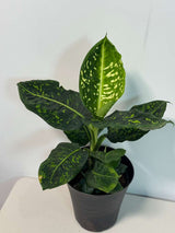 Dieffenbachia Reflector in a 6” Pot | Rare Dumb Cane | Speckled Foliage Plant | Low Light Live Houseplant | Easy Care Tropical Indoor Plant