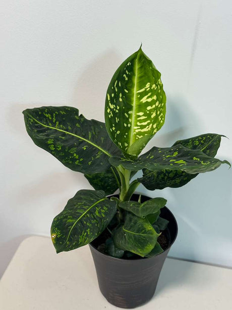 Dieffenbachia Reflector in a 6” Pot | Rare Dumb Cane | Speckled Foliage Plant | Low Light Live Houseplant | Easy Care Tropical Indoor Plant