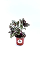 Silver Wandering Jew Plant in 3" Pot