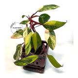 Strawberry Shake
rare collector plant
pink philodendron