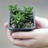 Haworthia Mirror Cactus in a 3" Nursery Pot