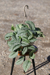 Silver Satin Pothos in a 8" Nursery - Scindapsus Pictus