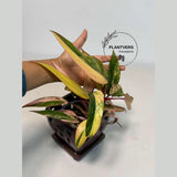 rare collector plant
Live Indoor Plants
Tropical Houseplant
Gift Houseplant