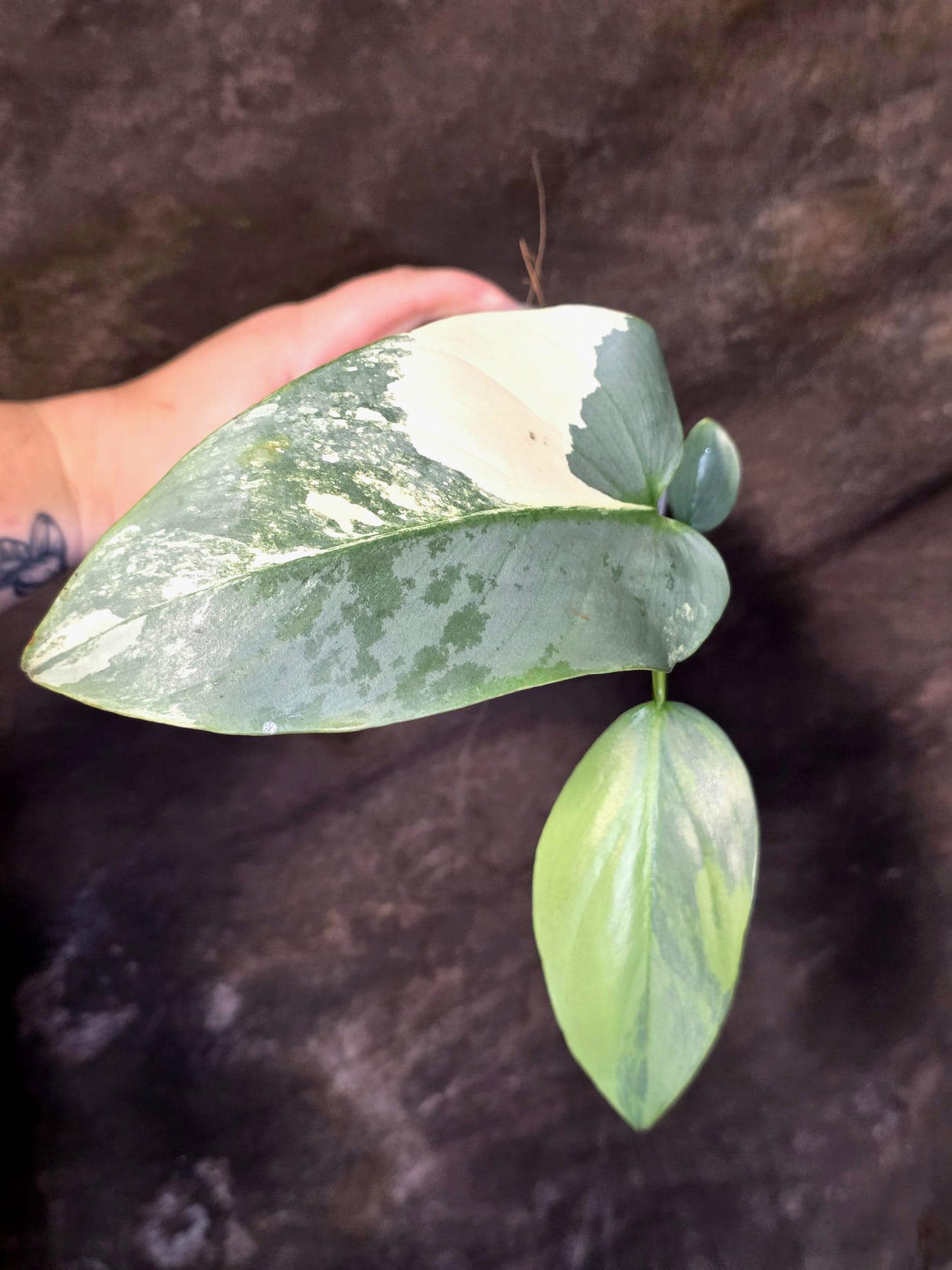 Philodendron Silver Sword Variegated - Rare Exact Plant - (June-21-68)