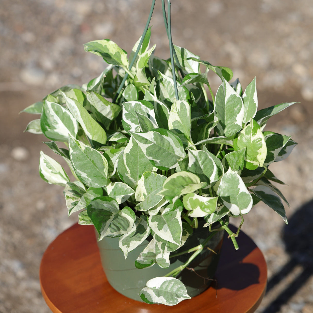 N'Joy Pothos Plant in a 8" Hanging Basket