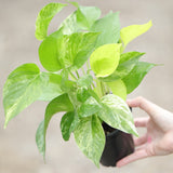 Marble Queen Pothos Plant in a 3" Nursery Pot