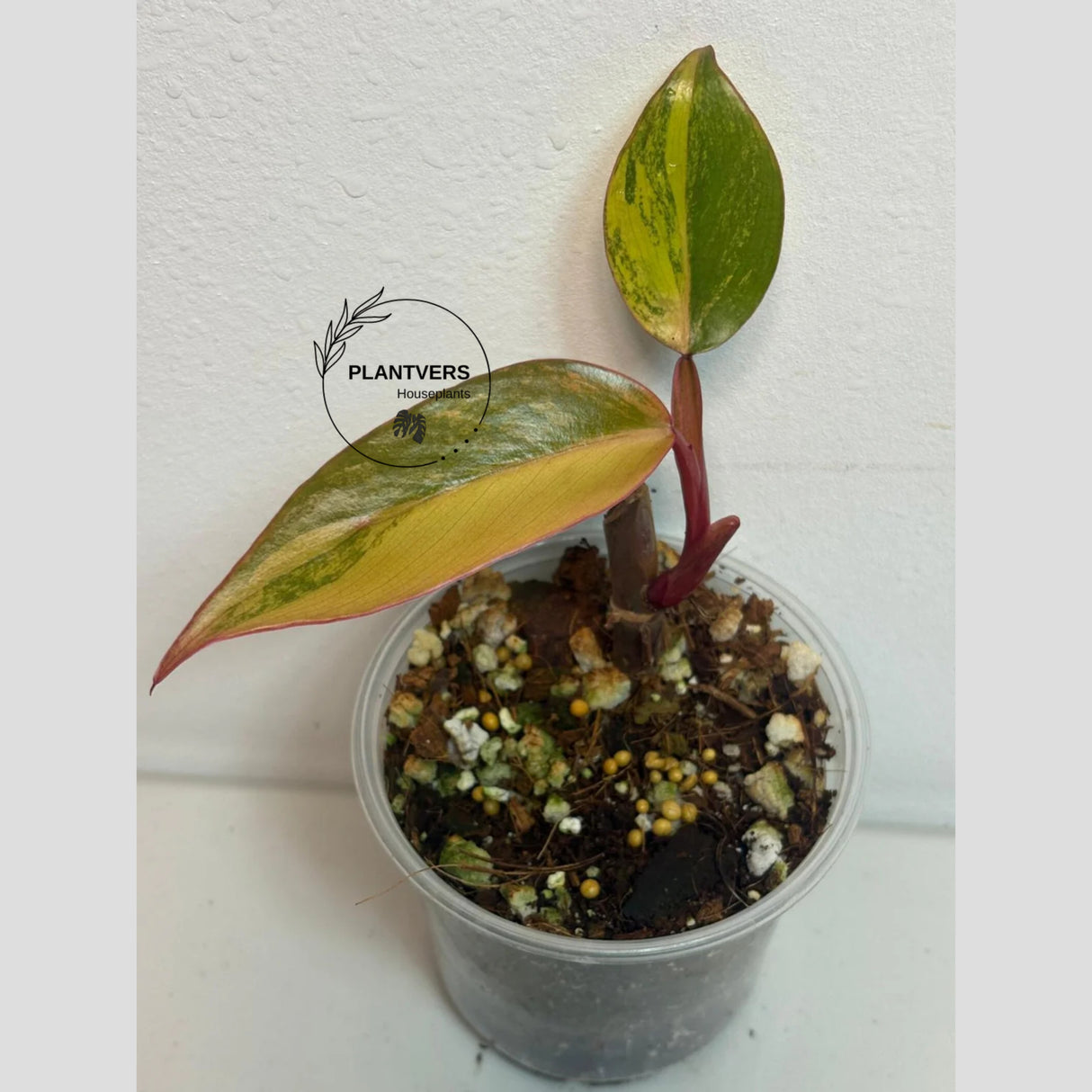 bright pink plant
Rooted Plant
Rare Philodendron