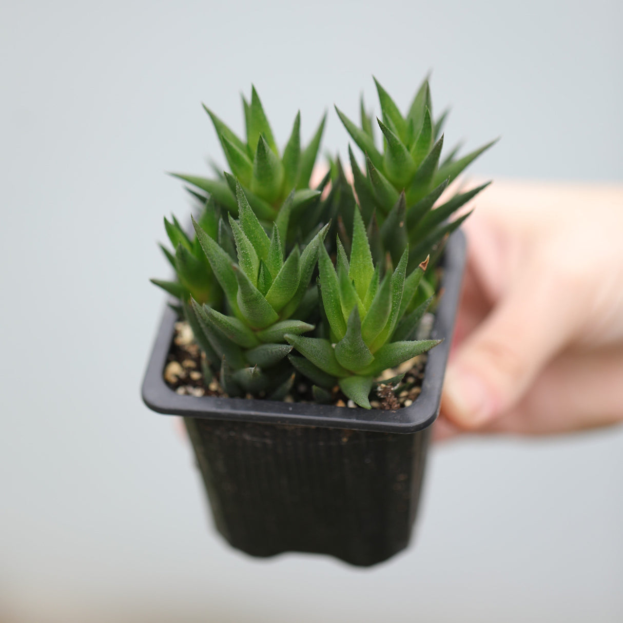 Haworthiopsis Marumiana in a 3" Nursery Pot