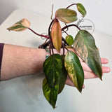 Gift Houseplant
rare houseplant
Live Indoor Plants