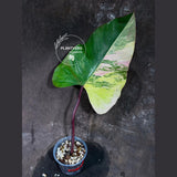 pink indoor plant
Strawberry Shake
rare houseplant