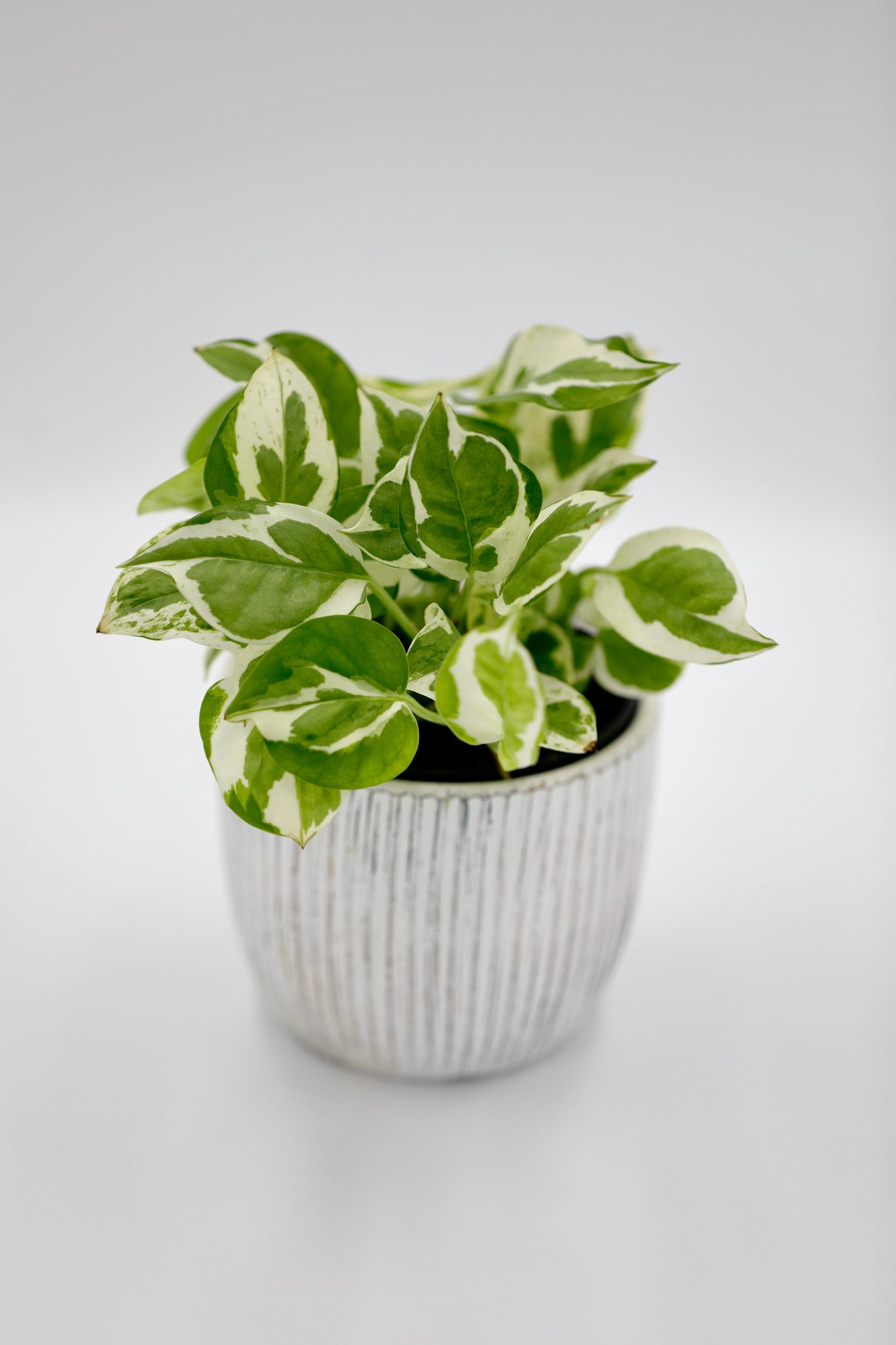 Live Pearls and Jade Pothos in a 4inch Nursery Pot