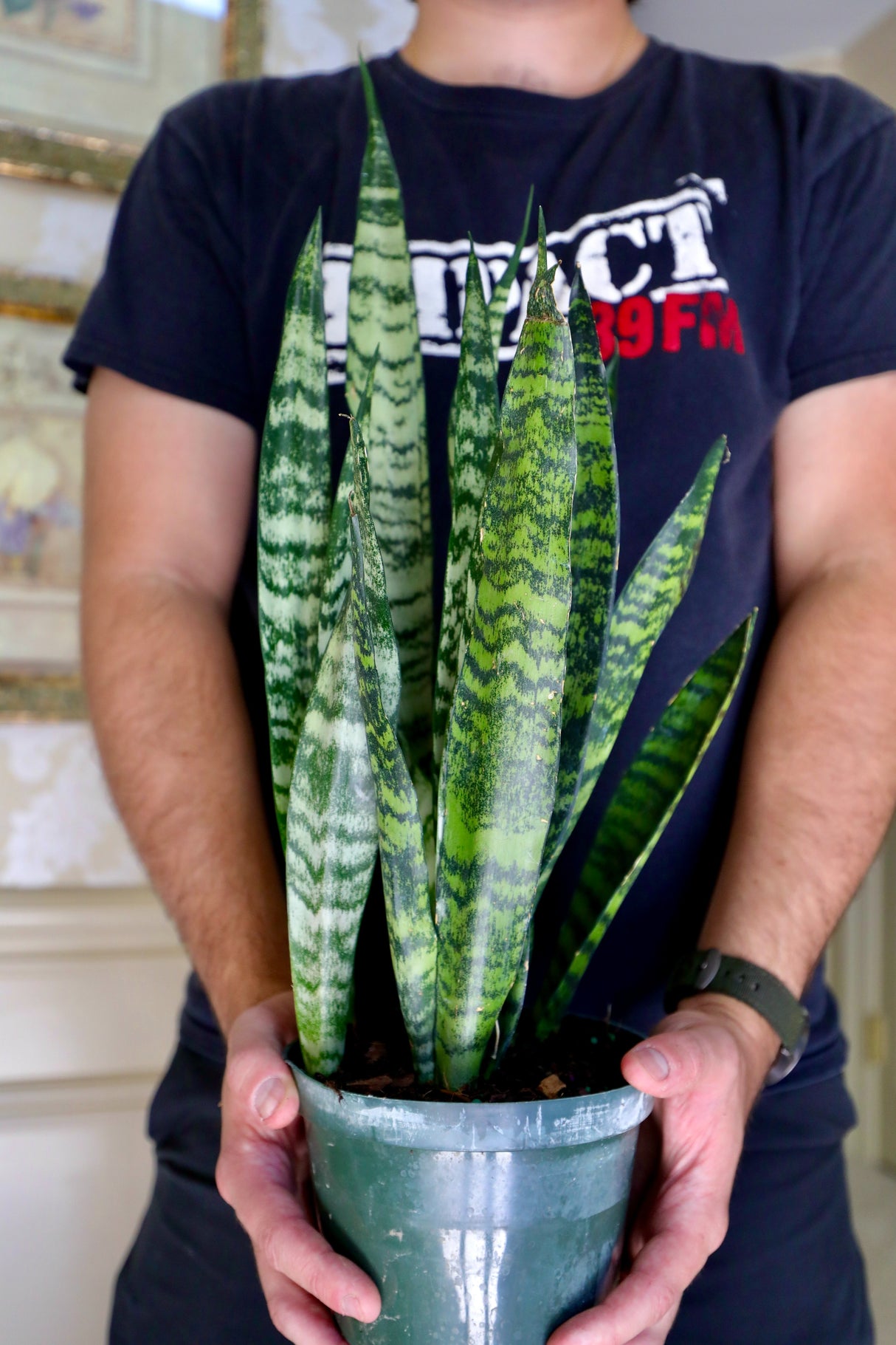 Sansevieria Zeylanica Snake Plant in a Nursery Pot