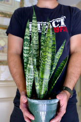 Sansevieria Zeylanica Snake Plant in a Nursery Pot