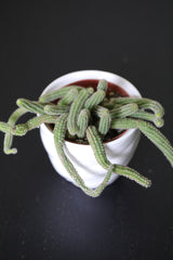 Echinopsis Chamaecereus 'Peanut Cactus' in a 3" Nursery Pot - Low Maintenance Indoor Plant - Small Cactus Plant