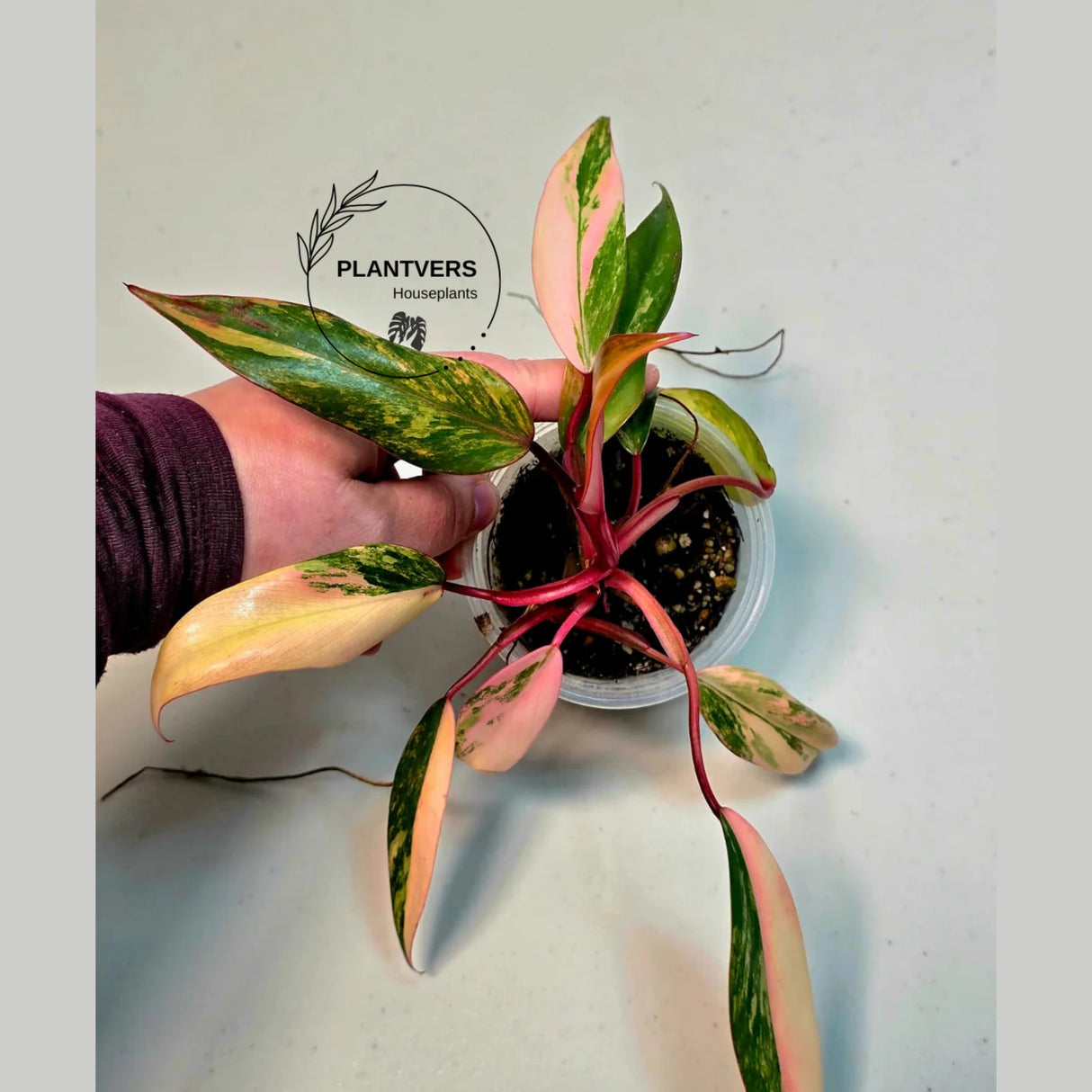 Strawberry Shake
Variegated Plant
Gift Houseplant
