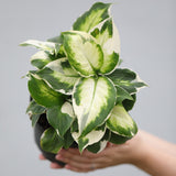 Dieffenbachia Cool Beauty in 5" Nursery Pot