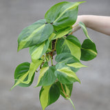 is brazil a pothos or philodendron Philodendron Brazil in a 4" Nursery Pot