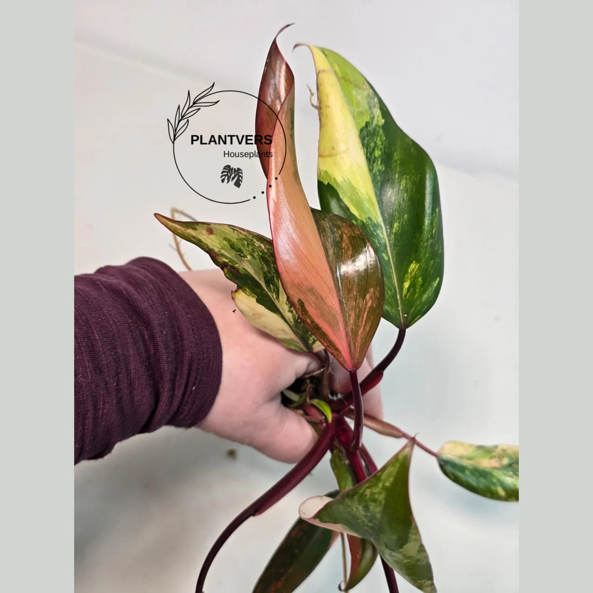 Gift Houseplant
bright pink plant
very rare plants
Rare Philodendron
