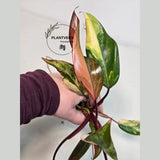 Gift Houseplant
bright pink plant
very rare plants
Rare Philodendron
