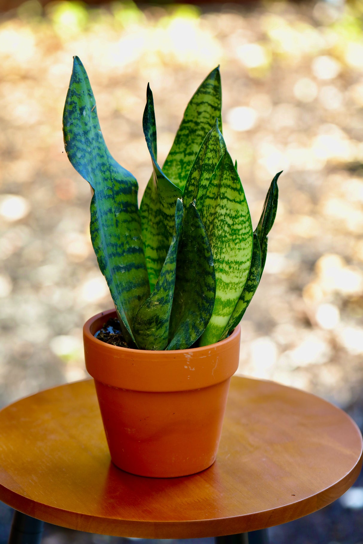 Sansevieria Zeylanica Snake Plant in 4" Nursery Pot