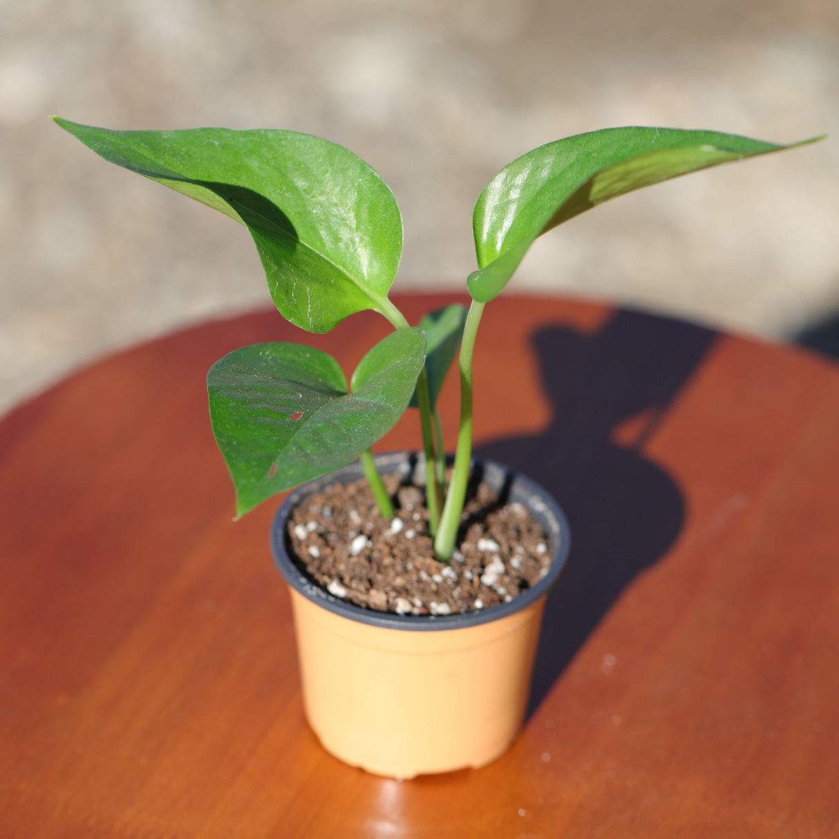 Jade Pothos in 2” Pot - Epipremnum Aureum Jade