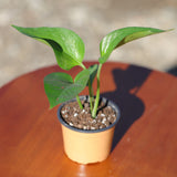 Jade Pothos in 2” Pot - Epipremnum Aureum Jade