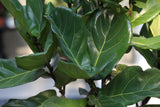 Fiddle Fig Tree Live Houseplant