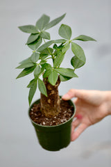 Live Lucky Money Tree in a 4" Nursery Pot Bonsai