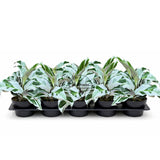 4” Calathea Fusion White  (Wholesale Indoor Plant Case of 10 Pots)