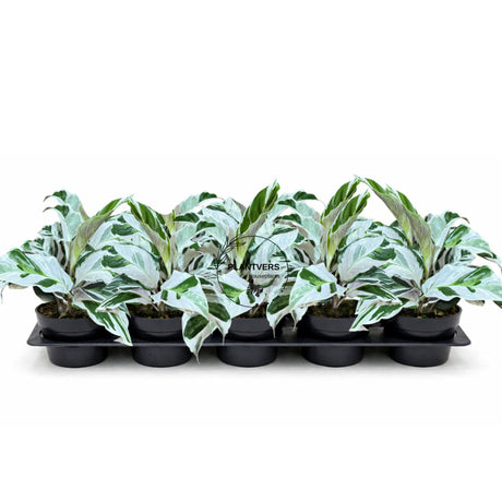 4” Calathea Fusion White  (Wholesale Indoor Plant Case of 10 Pots)