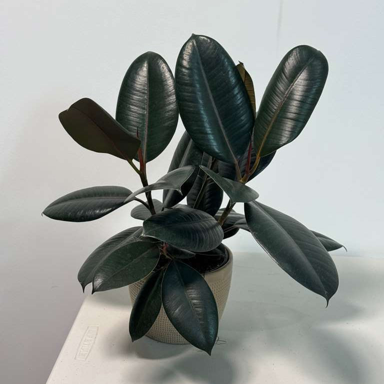 Rubber Tree in 6" Grow Pot - Burgundy Ficus Elastica - Live Indoor Rubber Plant for Home & Office Decor - Low Light Starter Plant for Gift