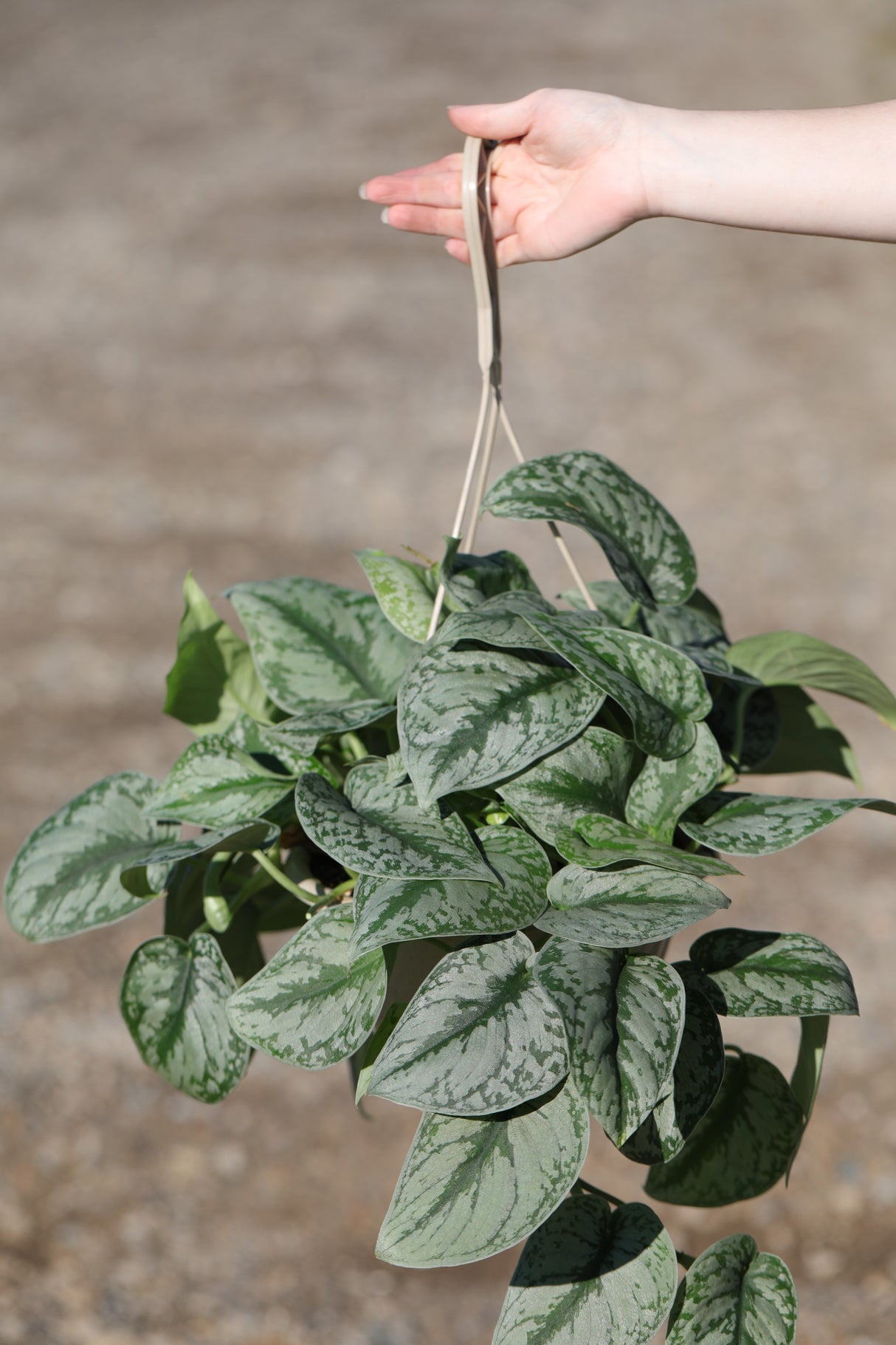 Silver Satin Pothos in a 8" Nursery - Scindapsus Pictus