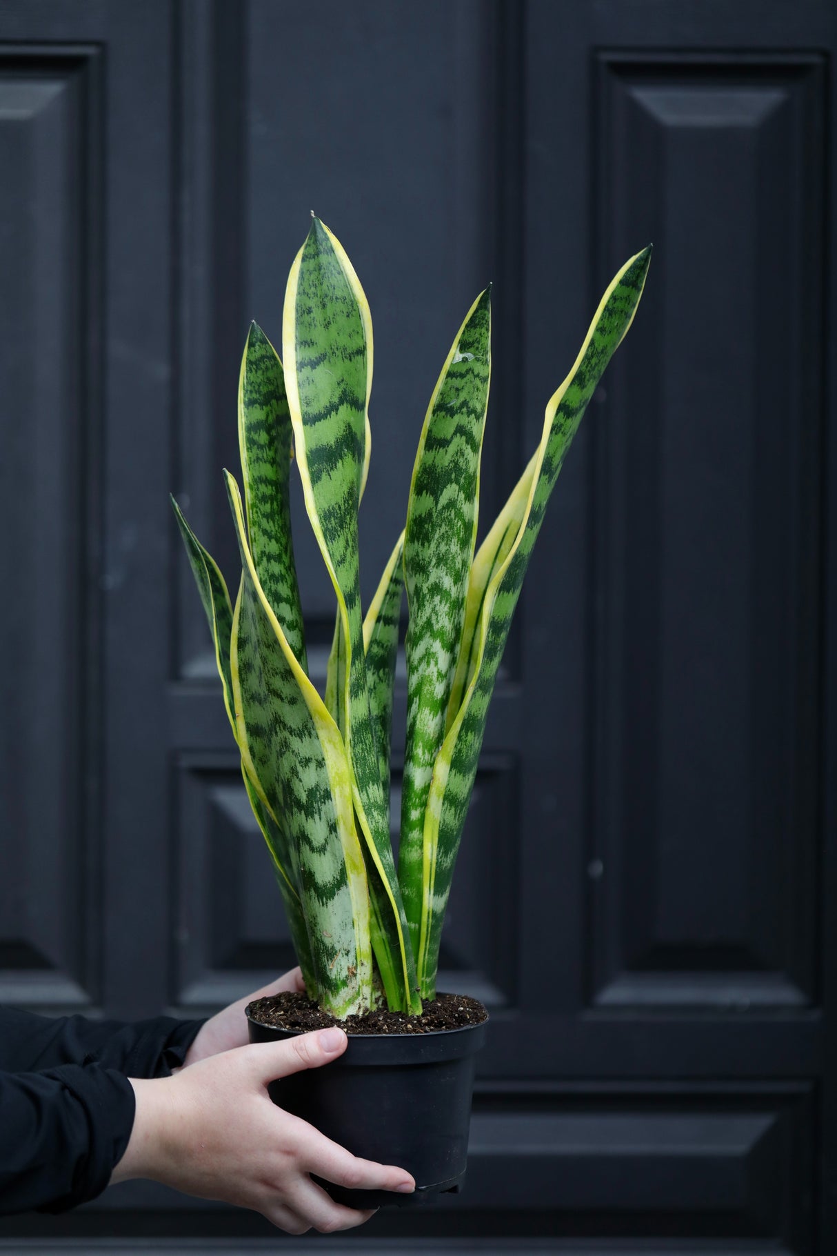 Sansevieria Laurentii Snake Plant in a Nursery Pot