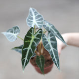 Alocasia Bambino Arrow in a 4" Nursery Pot