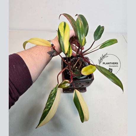 very rare plants
pink philodendron
pink indoor plant