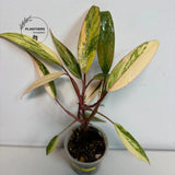 Rare Philodendron
pink indoor plant
Rooted Plant