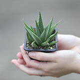 Haworthia Limifolia in a 3" Pot- Succulent Plant