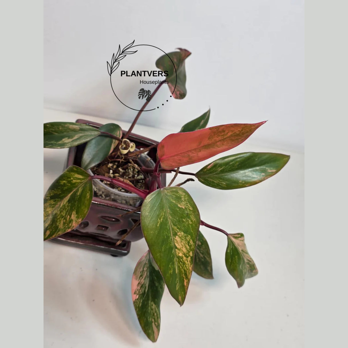 bright pink plant
rare collector plant
Variegated Plant