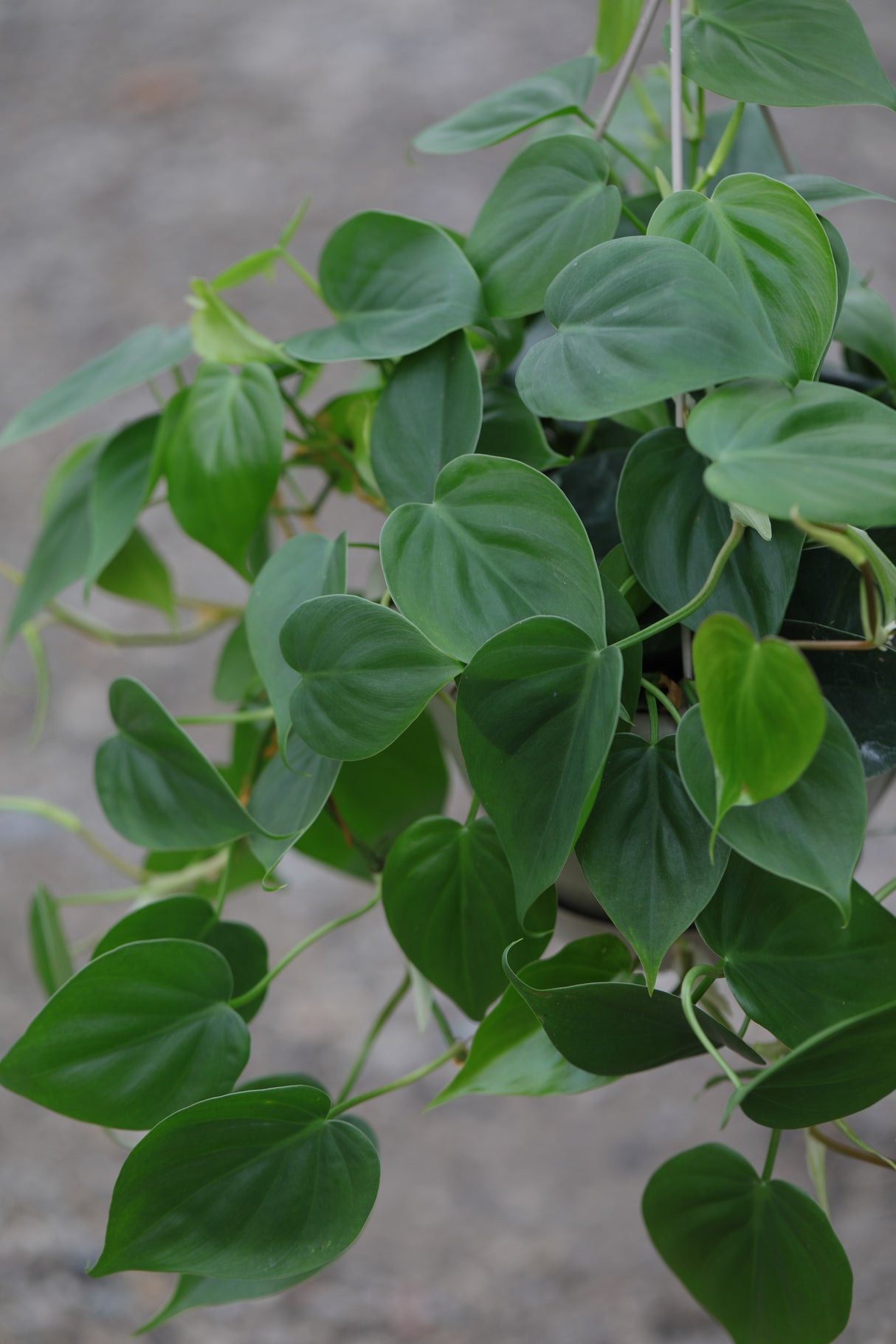 Heartleaf Philodendron in a 8" Hanging Basket - Philodendron Cordatum