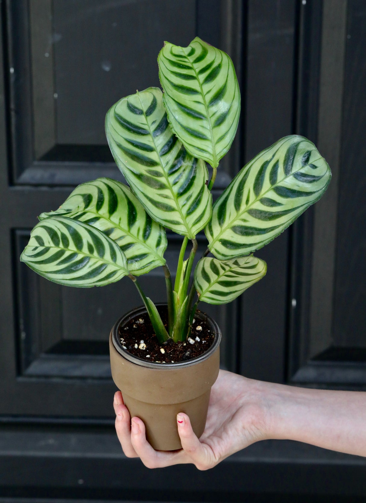 Calathea Burle Marx in a 3" Nursery Pot - Burle Marxii Plant