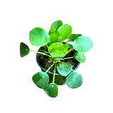 4” Chinese Money Plant (Wholesale Indoor Plant Case of 10 Pots)