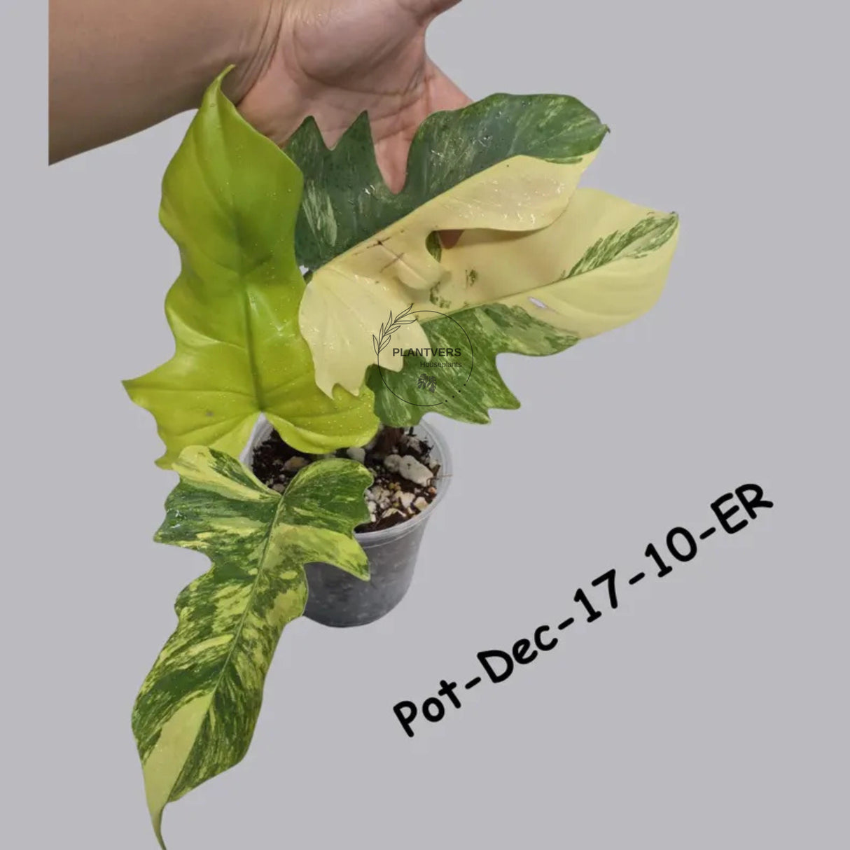Variegated Philodendron Florida Beauty x Mayoi Exact Plant - Super RARE Live Plants - Stunning Hybrid Aroid with Marbled Foliage - US Seller