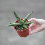 Sansevieria Cylindrica Boncel in 3" Nursery Pot - Starfish Snake Plant