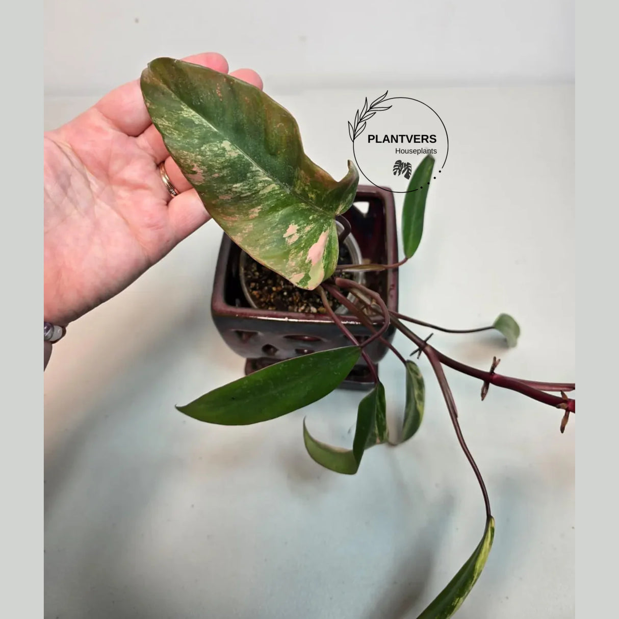 Live Indoor Plants
Variegated Plant